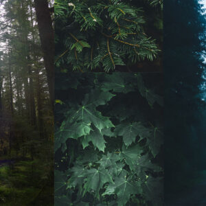 Moody PNW Preset Pack