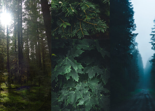 Moody PNW Preset Pack